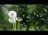 Dandelions sub español - YouTube