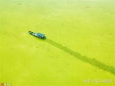网传太湖蓝藻泛滥照，水质会不会受到影响？ - 知乎