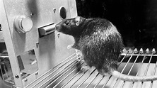 Las ratas que prefirieron el placer a la comida ... y a la vida