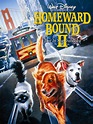 Homeward Bound II: Lost in San Francisco (1996) - Rotten Tomatoes