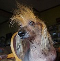 Meet the 'World's Ugliest Dog' Photos | Image #7 - ABC News