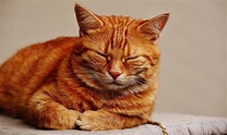 Cuánto duerme un gato adulto - Consejos Miscota