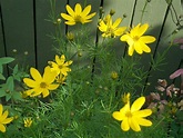 Coreopsis verticillata (Threadleaf Coreopsis, Thread-leaf Tickseed ...