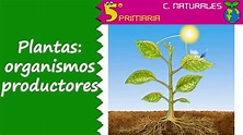 Plantas: organismos productores. 5º Primaria. Tema 6 - YouTube