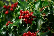 Holly Varieties - What Are Some Different Types Of Hollies