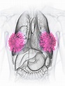 Breast anatomy, illustration - Stock Image - F026/8703 - Science Photo ...