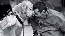 12 momentos que demuestran que los perros son todo amor | The Dog ...