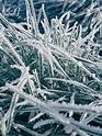 Hoarfrost On Grass Free Stock Photo - Public Domain Pictures