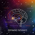 Dopamine pathways in the brain. Neuroscience medical infographic ...