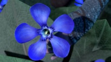 Oleander Azul | Cómo entrenar a tu Dragón Wiki | FANDOM powered by Wikia