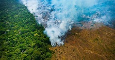 Desmatamento na Amazônia: entenda as principais causas e consequências ...