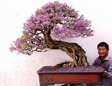 Chăm sóc cây Bonsai: Jacaranda (J. mimosifolia) - Phượng Tím - Cỏ Dại