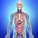 Human anatomy, artwork - Stock Image - F006/0385 - Science Photo Library