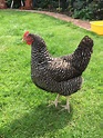 Mabel my Plymouth barred rock chicken | Barred rock chickens, Barred ...