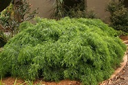Acacia cognata "mini cog" | Wild plants, Garden design, Shrubs