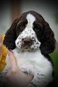 Outstanding spaniels detail is available on our internet site. Read ...