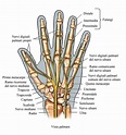 Muscoli dell'avambraccio e della mano | Fisioterapia Rubiera
