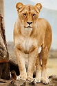 Portrait Of Lioness Free Stock Photo - Public Domain Pictures