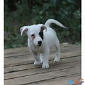 Cuccioli jack Russell Terrier in vendita a Palermo (PA)