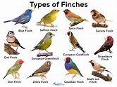 Finches: List of Types With Pictures & Care Tips