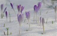 Vom Winter zum Frühling Foto & Bild | natur-kreativ, aufnahmetechniken ...