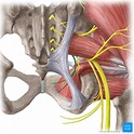 Pudendal nerve (Nervus pudendus); Image: Liene Znotina | Nerve, Medical ...
