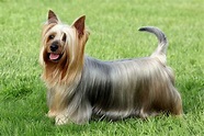 Meet the Australian Silky Terrier!