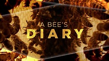 A Bee's Diary (2020) - AZ Movies