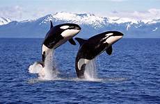 orcas orca