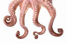 octopus tentacle stock royalty istock related