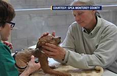 monterey spca county rescued adoption holds pets kgo