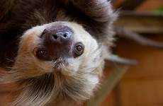 sloth toed two zoo hoffmann atlanta animal