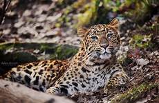 leopard north chinese tika zoochat neva jan