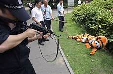 zoo animals tiger security gun escape shot siberian furry tranquilizer people submachine drills tigers when escaping vs shooting animal zoos
