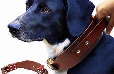 dog collar leather dogs pet brown control colors handle durable genuine quick large