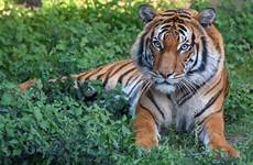 malayan tigers zoo sos houston big spotlight species