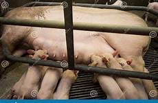 cage pig breeding mother locked piglets her farm animals newborn food