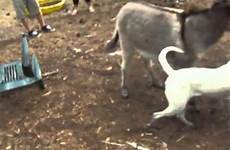 donkey dog vs