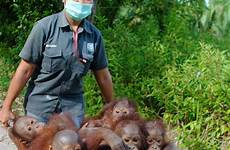 school orangutans baby orphaned wild jungle survive wheeled wheelbarrow these animal abandoned run learn being charity animals go wheely cute