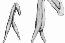 clitoris penis why anatomy female same reads favorite internal doesn