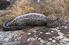porcupine eating python snake itself death anaconda eats after african swallowing giant dead died dies rock prickly eat south reserve