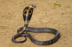 cobra king snake indian wallpaper brown sand