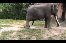 pooping elephant pee poo dubstep animals