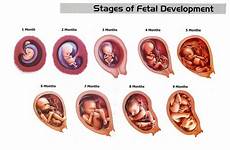 stages fetal womb fetus entwicklung babys wachstum infertility grows timeline become mutterleib bern cde fötus stadien milestones moolchand tummy