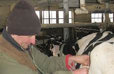 cow surgery do needs when cows happily married diagnose twist