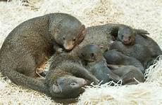chicago mongoose zoo brookfield baby animals pups zoos summer zoological society courtesy born aquariums five were may wttw