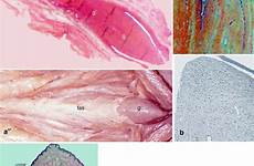 clitoris external morphology clitoral organ fig