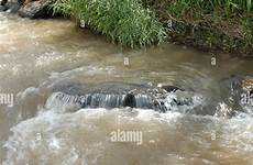 swimming ethiopian climbs haro ethiopia