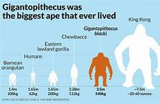 gigantopithecus apes kong compared gorilla orangutan sasquatch prehistoric bigfoot