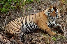 tiger bengal india file commons wikimedia forest description today wikipedia national